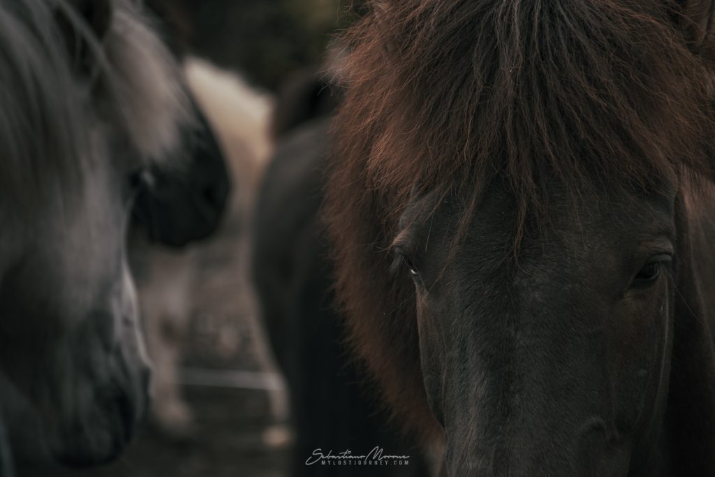Cavallo Islandese nero presso Laugavegur